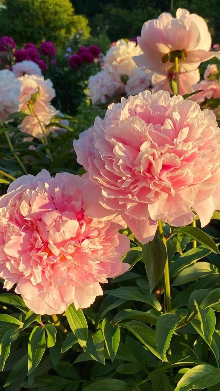 Secret Garden's Enchanted Blooms